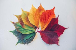 maple leaf illustration by Chris Lawton courtesy of Unsplash.